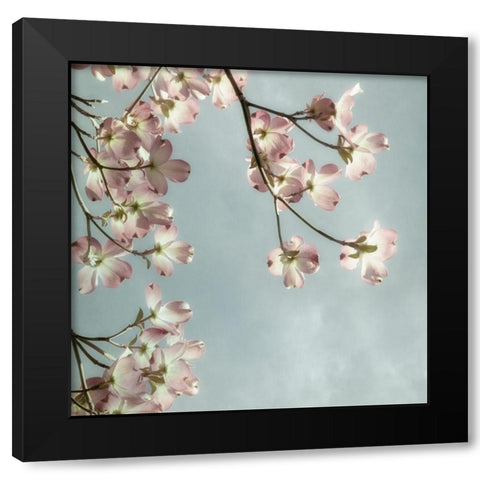 Pale Petals 2 Black Modern Wood Framed Art Print with Double Matting by Poinski, Dianne