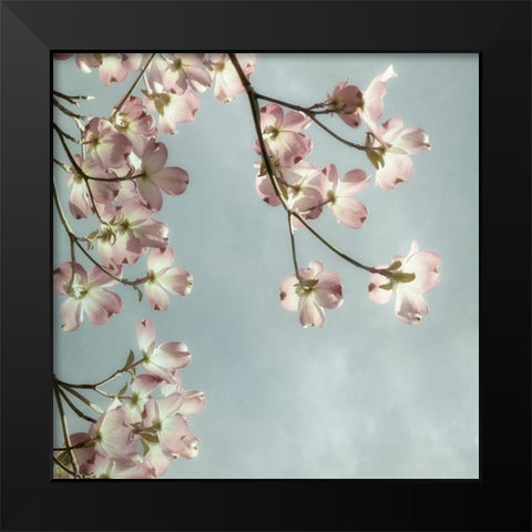 Pale Petals 2 Black Modern Wood Framed Art Print by Poinski, Dianne