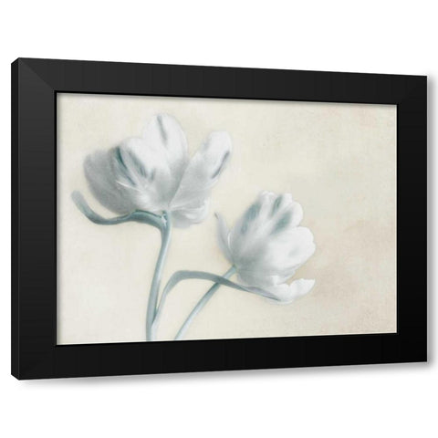 Blue Ivory Blossom 2 Black Modern Wood Framed Art Print by Poinski, Dianne