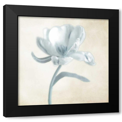 Blue Ivory Blossom 1 Black Modern Wood Framed Art Print by Poinski, Dianne