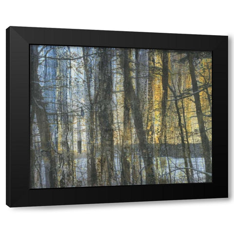 Sunshine Through The Limbs 1 Black Modern Wood Framed Art Print with Double Matting by Haynes, Smith