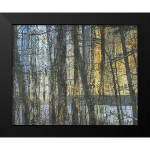 Sunshine Through The Limbs 1 Black Modern Wood Framed Art Print by Haynes, Smith