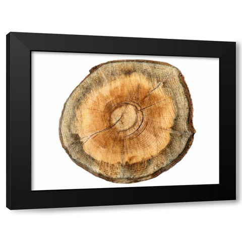 Earthy Rings Of Ages 2 Black Modern Wood Framed Art Print with Double Matting by Lewis, Sheldon