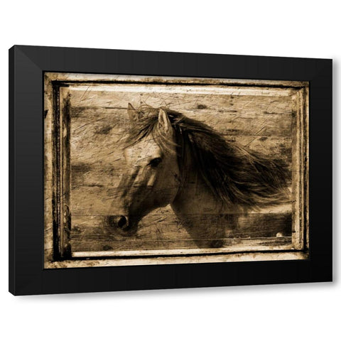 Noble Steed Black Modern Wood Framed Art Print with Double Matting by Lewis, Sheldon