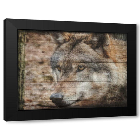 Alfa Wolf 2 Black Modern Wood Framed Art Print by Lewis, Sheldon
