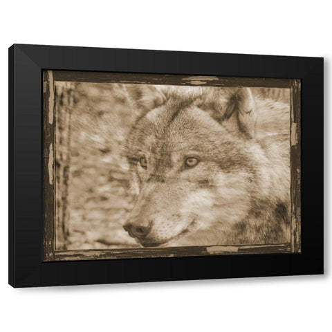 Wild Heart 2 Black Modern Wood Framed Art Print by Lewis, Sheldon