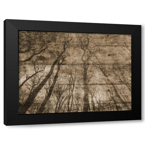Up Into The Woods Black Modern Wood Framed Art Print with Double Matting by Lewis, Sheldon