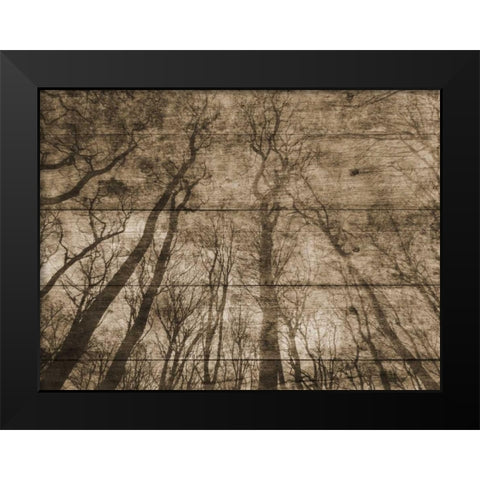 Up Into The Woods Black Modern Wood Framed Art Print by Lewis, Sheldon