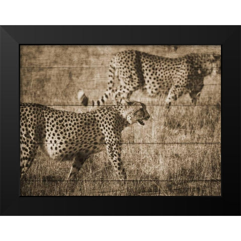 Safari Team Black Modern Wood Framed Art Print by Lewis, Sheldon