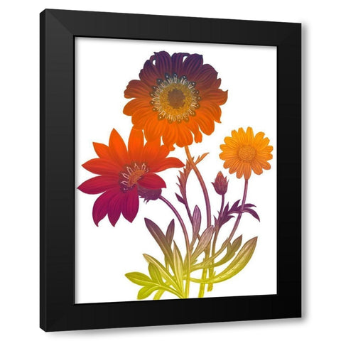 Color Bloom 2 Black Modern Wood Framed Art Print by Lewis, Sheldon