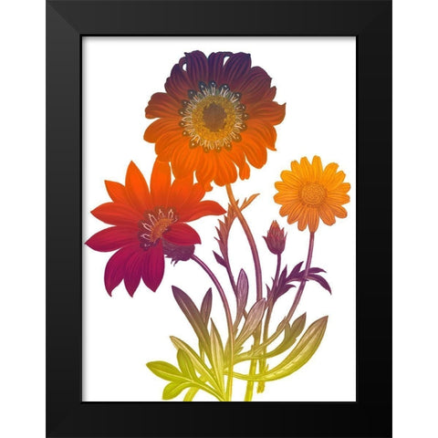 Color Bloom 2 Black Modern Wood Framed Art Print by Lewis, Sheldon