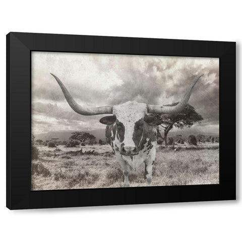 Steer Black Modern Wood Framed Art Print with Double Matting by Lewis, Sheldon