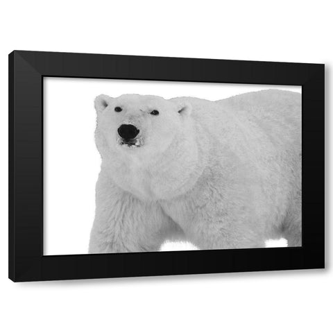 Polar Bear Black Modern Wood Framed Art Print by Lewis, Sheldon