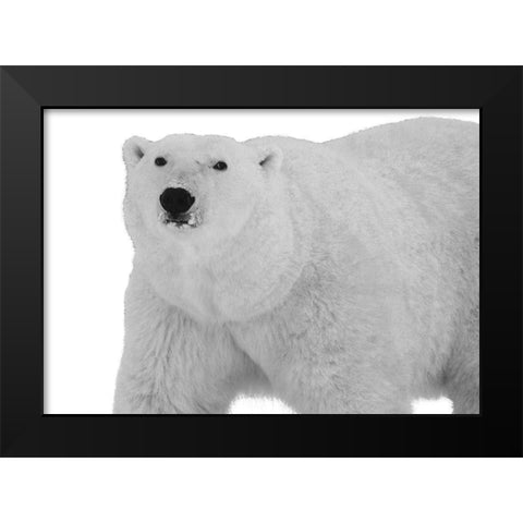 Polar Bear Black Modern Wood Framed Art Print by Lewis, Sheldon