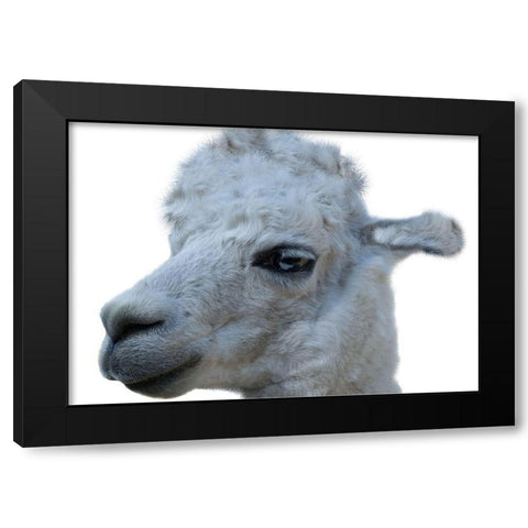 Hello Llama Black Modern Wood Framed Art Print by Lewis, Sheldon
