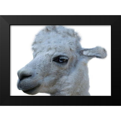 Hello Llama Black Modern Wood Framed Art Print by Lewis, Sheldon