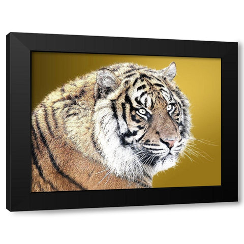 Tiger Eyes Black Modern Wood Framed Art Print by Lewis, Sheldon
