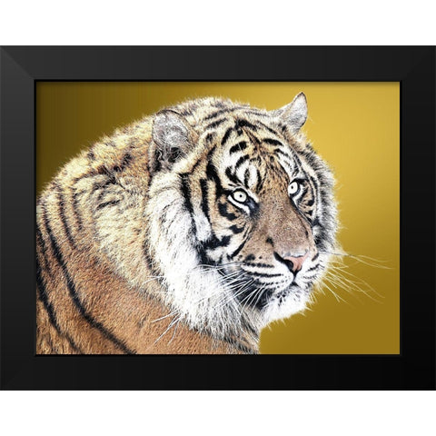 Tiger Eyes Black Modern Wood Framed Art Print by Lewis, Sheldon