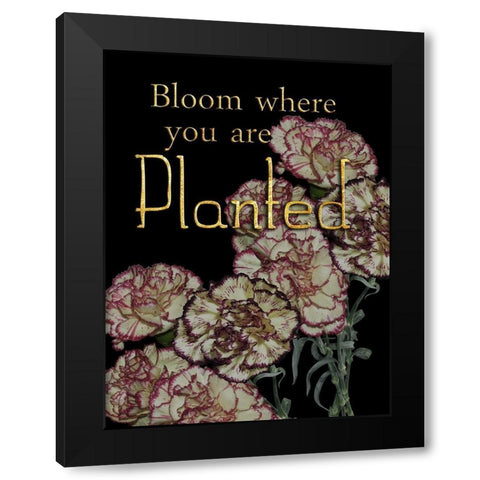 Full Bloom Black Modern Wood Framed Art Print by Lewis, Sheldon