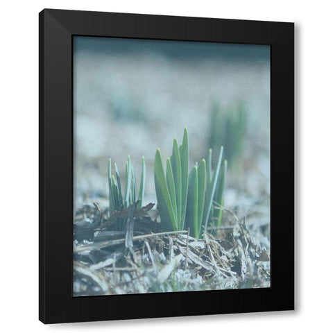 Glory Dew Black Modern Wood Framed Art Print by Lewis, Sheldon