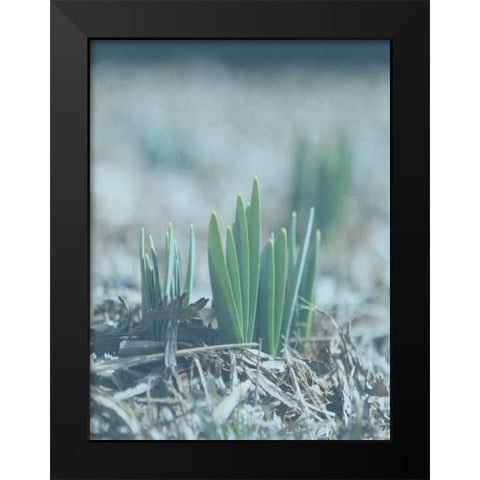 Glory Dew Black Modern Wood Framed Art Print by Lewis, Sheldon