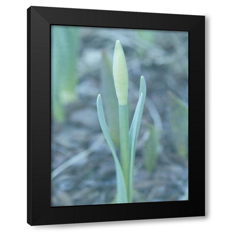 Glory Dew 2 Black Modern Wood Framed Art Print with Double Matting by Lewis, Sheldon