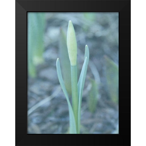 Glory Dew 2 Black Modern Wood Framed Art Print by Lewis, Sheldon