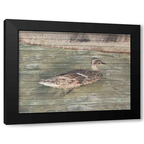 Water Duck Black Modern Wood Framed Art Print with Double Matting by Lewis, Sheldon