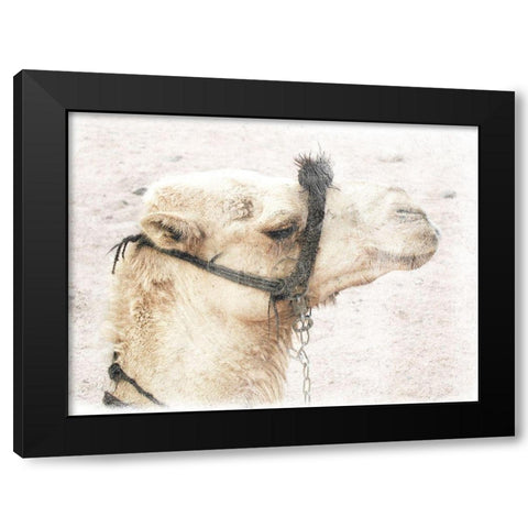 Camel 1 Black Modern Wood Framed Art Print by Lewis, Sheldon