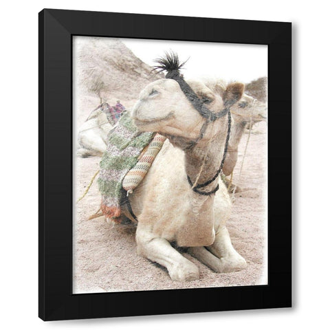 Camel 2 Black Modern Wood Framed Art Print with Double Matting by Lewis, Sheldon