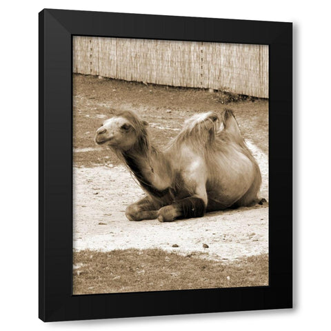 Desert Runner 1 Black Modern Wood Framed Art Print with Double Matting by Lewis, Sheldon