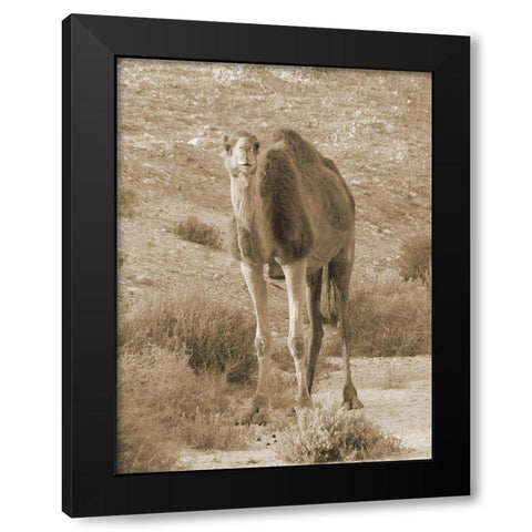 Desert Runner 2 Black Modern Wood Framed Art Print with Double Matting by Lewis, Sheldon