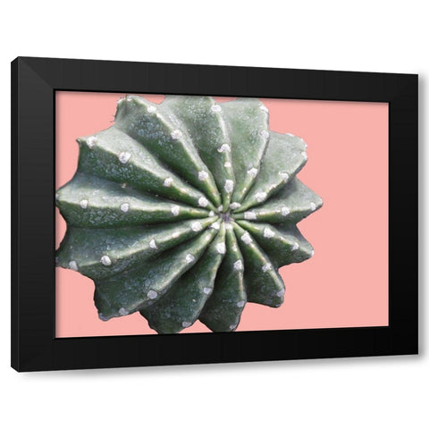 Cactus Bulb Black Modern Wood Framed Art Print with Double Matting by Lewis, Sheldon