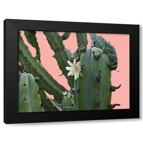 Cactus Flower Black Modern Wood Framed Art Print with Double Matting by Lewis, Sheldon