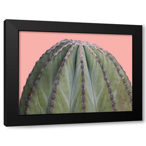 Cactus Ball Black Modern Wood Framed Art Print with Double Matting by Lewis, Sheldon