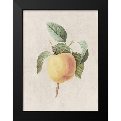Fruity Botanic 1 Black Modern Wood Framed Art Print by Lewis, Sheldon