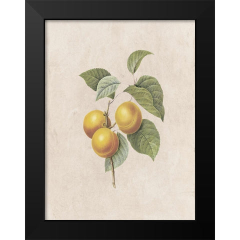 Fruity Botanic 2 Black Modern Wood Framed Art Print by Lewis, Sheldon
