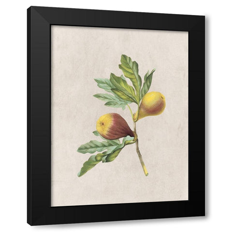 Fruity Botanic 4 Black Modern Wood Framed Art Print by Lewis, Sheldon