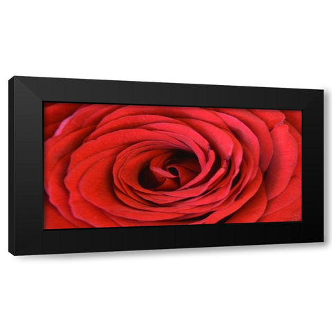 Heart Of The Rose Black Modern Wood Framed Art Print with Double Matting by Lewis, Sheldon
