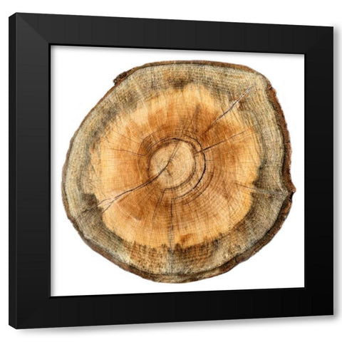 Earthy Rings Of Ages 2 Black Modern Wood Framed Art Print with Double Matting by Lewis, Sheldon