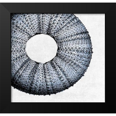 Urchin Shell 1 Black Modern Wood Framed Art Print by Lewis, Sheldon
