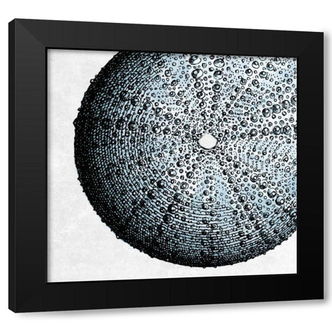 Urchin Shell 2 Black Modern Wood Framed Art Print with Double Matting by Lewis, Sheldon