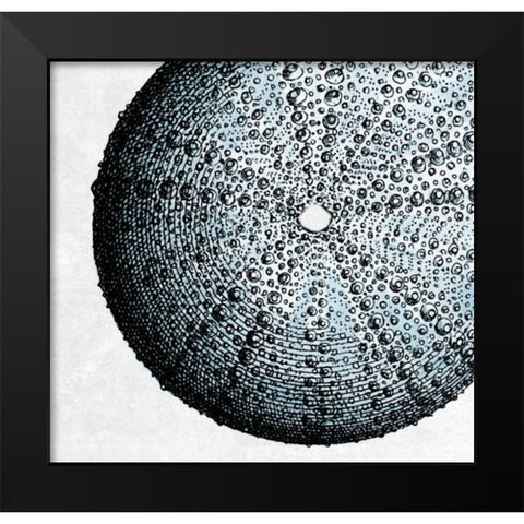 Urchin Shell 2 Black Modern Wood Framed Art Print by Lewis, Sheldon