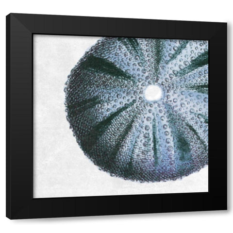 Urchin Shell 3 Black Modern Wood Framed Art Print by Lewis, Sheldon