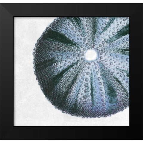 Urchin Shell 3 Black Modern Wood Framed Art Print by Lewis, Sheldon