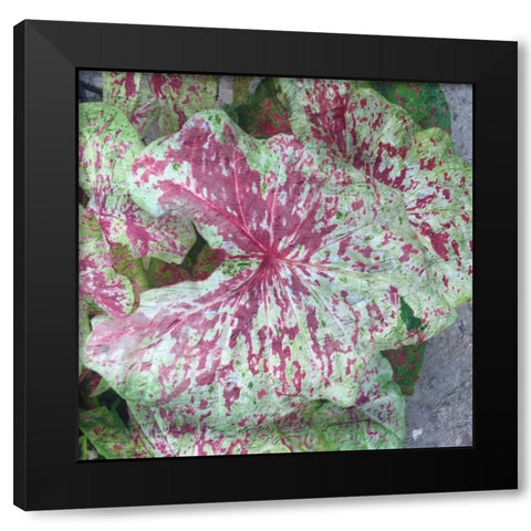 Tropical Plant 2 Black Modern Wood Framed Art Print by Lewis, Sheldon