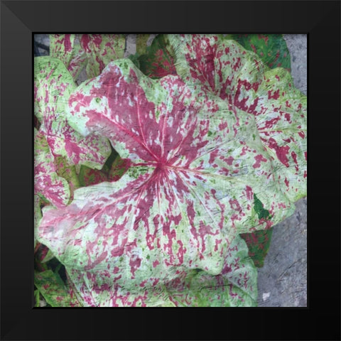 Tropical Plant 2 Black Modern Wood Framed Art Print by Lewis, Sheldon
