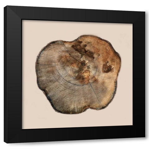 Tree Ring Stump 2 Black Modern Wood Framed Art Print with Double Matting by Lewis, Sheldon
