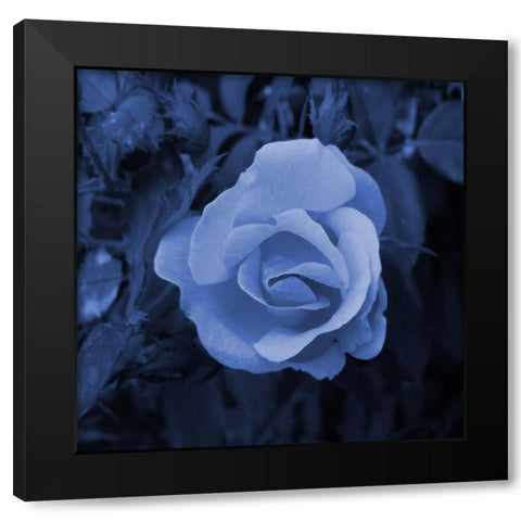 Midnight Romance Black Modern Wood Framed Art Print by Lewis, Sheldon