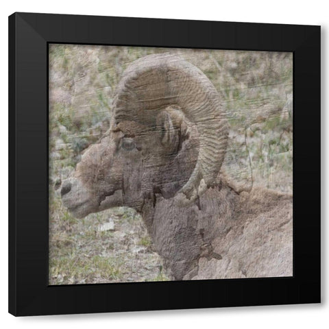 Big Horn Black Modern Wood Framed Art Print with Double Matting by Lewis, Sheldon
